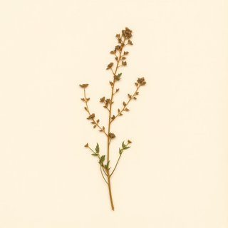 Satureja thymbra (Thyme-Leaved Savory) — botanical photograph