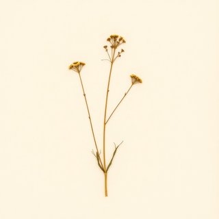 Saxifraga cortusifolia (Saxifraga cortusifolia) — botanical photograph