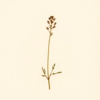 Saxifraga fortunei (Saxifrage) — botanical photograph