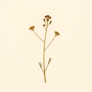 Saxifraga fusca (Saxifraga fusca) — botanical photograph