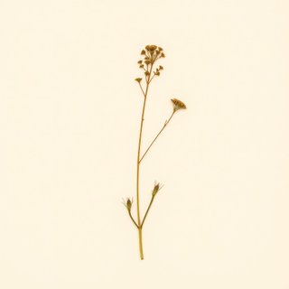 Saxifraga oblongifolia (Saxifraga oblongifolia) — botanical photograph