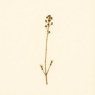 Saxifraga spicata (Spiked Saxifrage) — botanical photograph