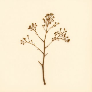 Schinus molle (California Peppertree) — botanical photograph