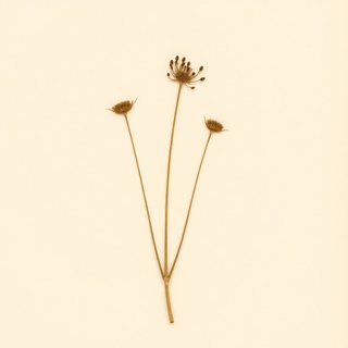 Schoenoplectus californicus tatora (Totora) — botanical photograph