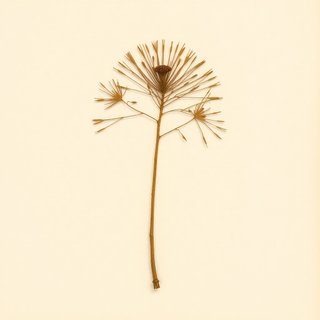 Sciadopitys verticillata (Umbrella Pine) — botanical photograph