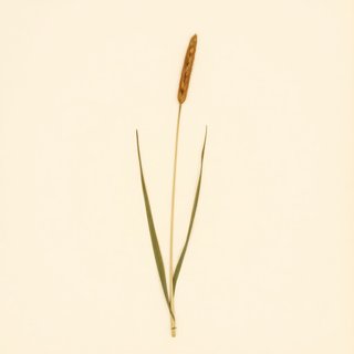 Scirpus acutus (Hard Stem Bulrush) — botanical photograph