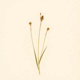 Scirpus affinis (Scirpus affinis) — botanical photograph