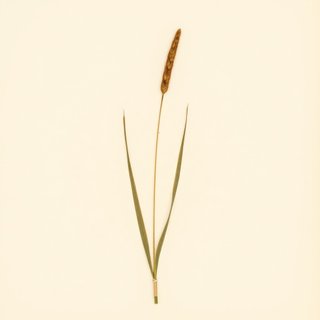 Scirpus fluviatilis (River Bulrush) — botanical photograph