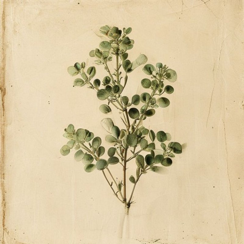 Senecio nemorensis fuchsii (Senecio nemorensis fuchsii) — botanical photograph