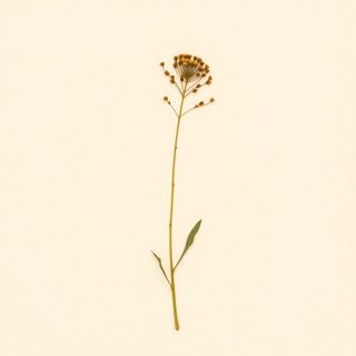 Senna siamea (Siamese Senna) — botanical photograph