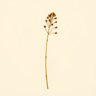 Senna tora (Stinking Cassia) — botanical photograph
