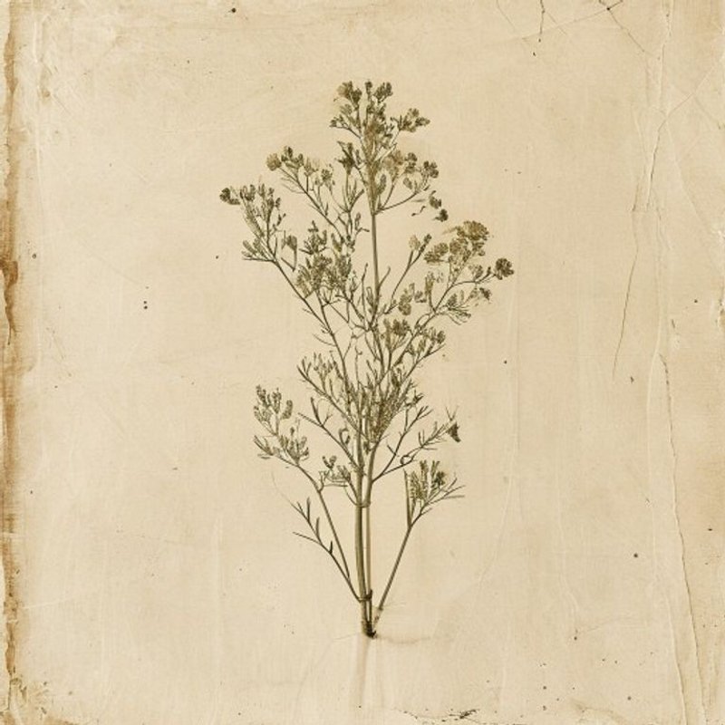 mooncarrot