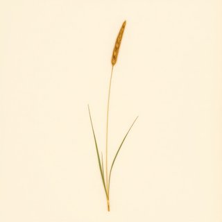 Setaria pumila (Yellow Bristle Grass) — botanical photograph