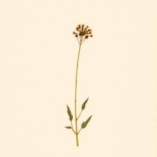 Sidalcea acuta (Sidalcea acuta) — botanical photograph