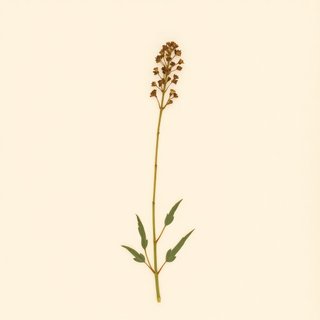 Sidalcea malviflora (Checkerbloom) — botanical photograph