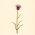 Silybum marianum (Milk Thistle) — botanical photograph