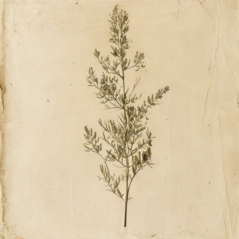 Smilax riparia