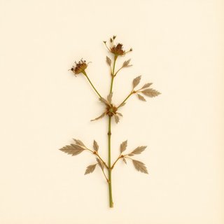 Solanum liximitante (Solanum liximitante) — botanical photograph