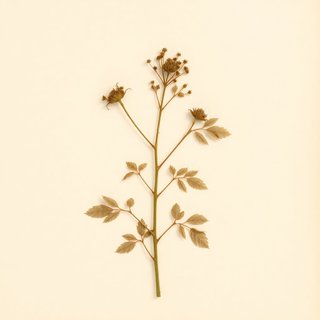 Solanum sisymbriifolium (Solanum sisymbriifolium) — botanical photograph