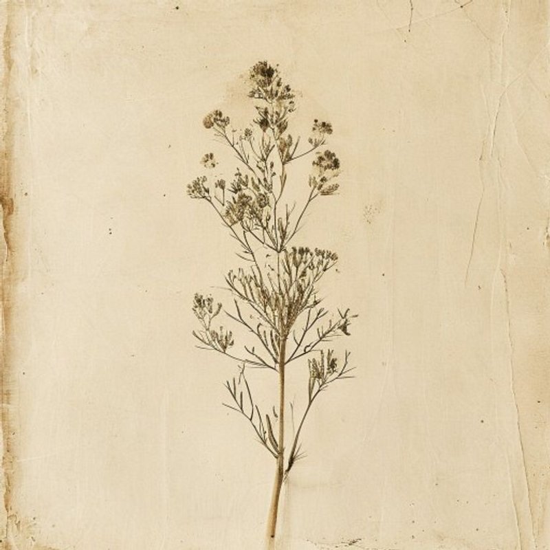 Sonchus brachyotus (Sonchus brachyotus) — botanical photograph