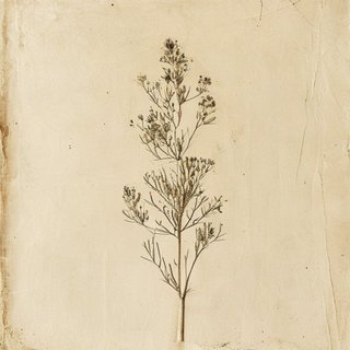 Sonchus kirkii (Sonchus kirkii) — botanical photograph