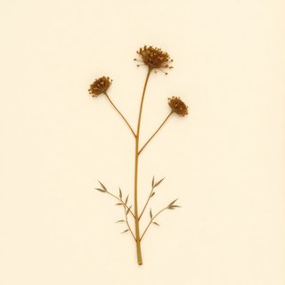 Sonchus tenerrimus (Sonchus tenerrimus) — botanical photograph