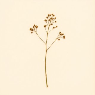 Sophora sericea (Sophora sericea) — botanical photograph
