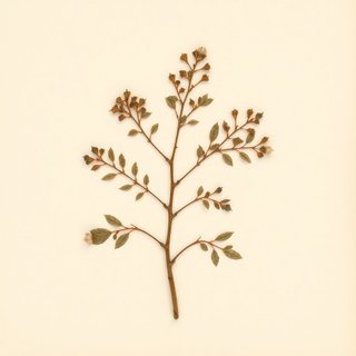 Sorbus austriaca (Sorbus austriaca) — botanical photograph