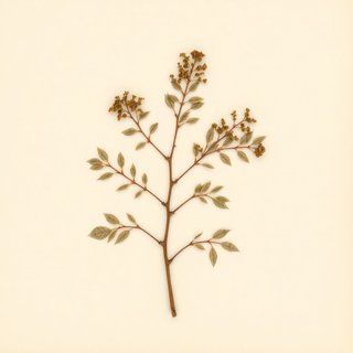 Sorbus pohuashanensis (Sorbus pohuashanensis) — botanical photograph