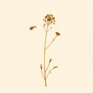 Sparganium androcladum (Sparganium androcladum) — botanical photograph