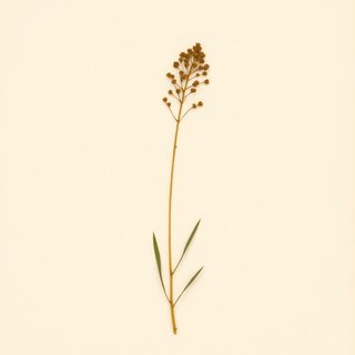 Sparganium erectum (Sparganium erectum) — botanical photograph