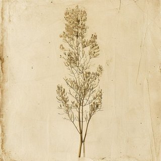 Sparganium longifolium (Sparganium longifolium) — botanical photograph