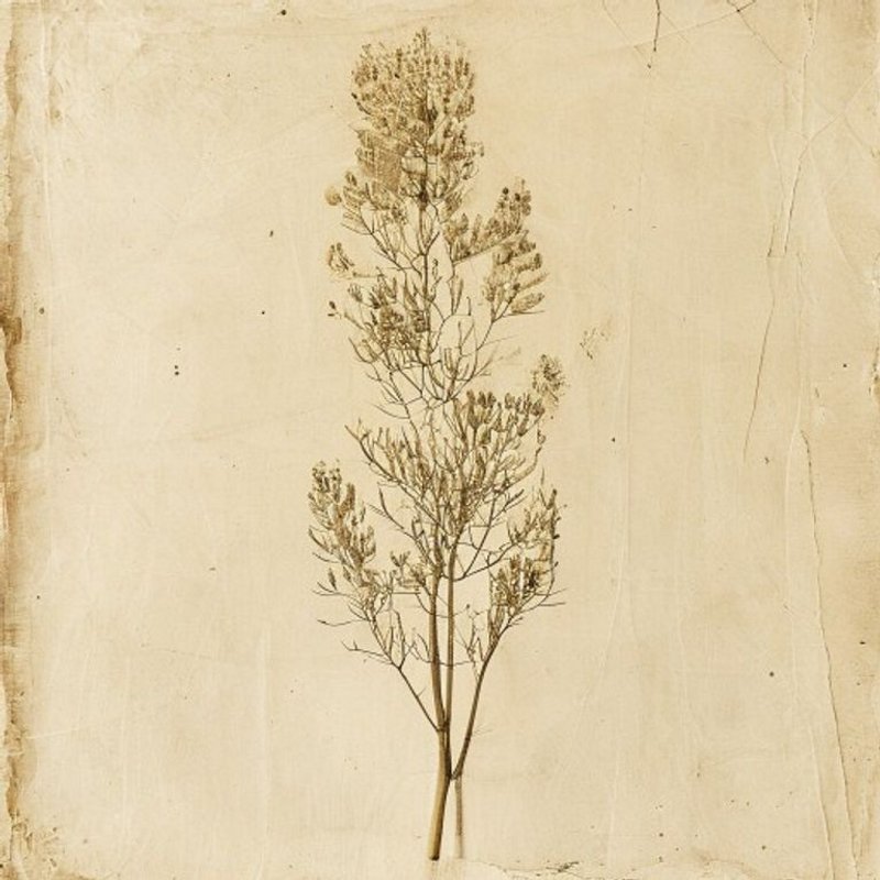 Sparganium longifolium