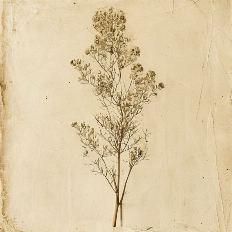 Sparganium stoloniferum