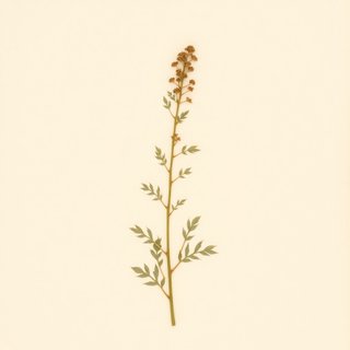 Stachys hyssopifolia ambigua (hyssopleaf hedgenettle) — botanical photograph