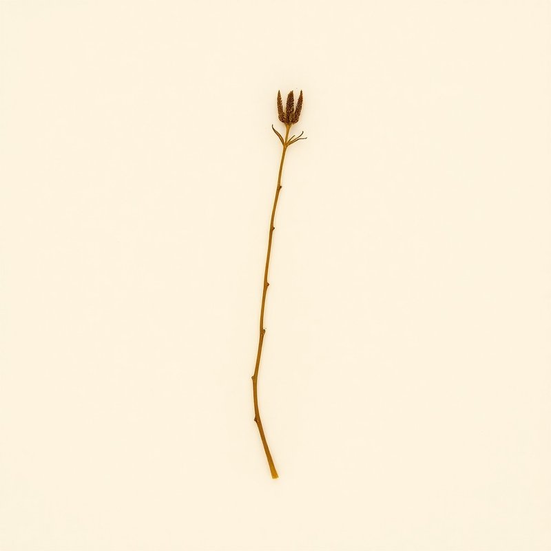 Streptopus streptopoides (Small twistedstalk) — botanical photograph