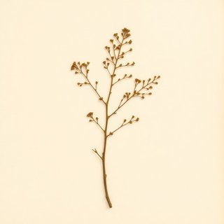 Tamarix gallica (French tamarisk) — botanical photograph