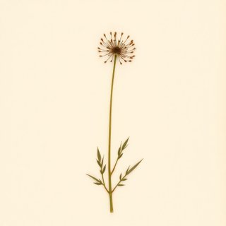 Taraxacum magellanicum (Taraxacum magellanicum) — botanical photograph