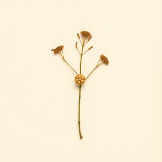 Telfairia pedata (Oysternut) — botanical photograph
