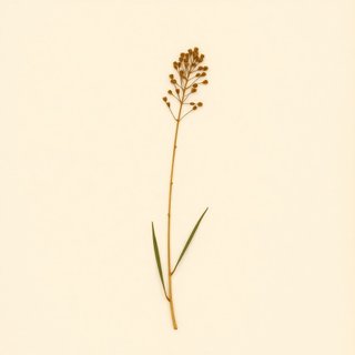 Thamnocalamus spathiflorus (Thamnocalamus spathiflorus) — botanical photograph
