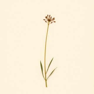 Thelymitra pulchella (Thelymitra pulchella) — botanical photograph