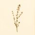 Thymus vulgaris (Thyme) — botanical photograph