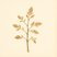 Tilia heterophylla (White Basswood) — botanical photograph