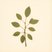 Tilia mongolica (Mongolian Lime) — botanical photograph