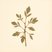 Tilia oliveri (Tilia oliveri) — botanical photograph