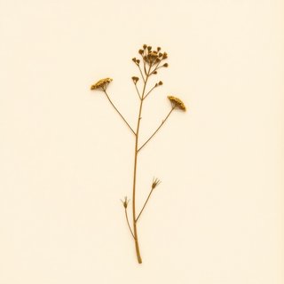 Tolmiea menziesii (Youth On Age) — botanical photograph