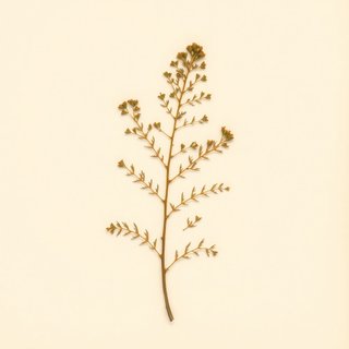 Toona ciliata (Mountain Cedar) — botanical photograph