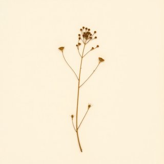 Toona sureni (Suren) — botanical photograph
