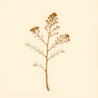 Torreya jackii (Torreya jackii) — botanical photograph