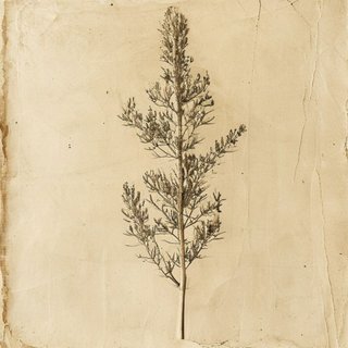 Torreya nucifera (Kaya) — botanical photograph